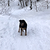 Black dog in winter wonderland